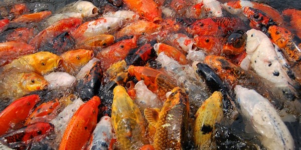ikan-koi-medan