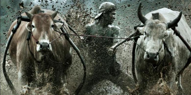 pacu jawi di pagaruyung fair