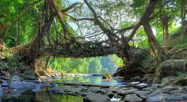 jembatan akar
