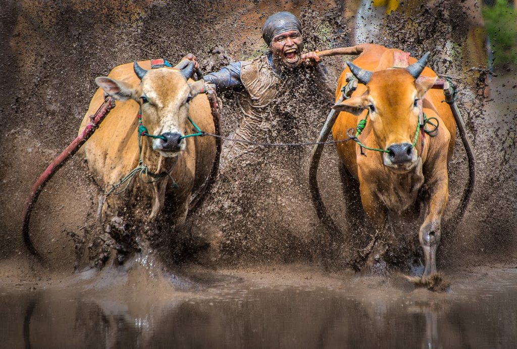 pacu jawi