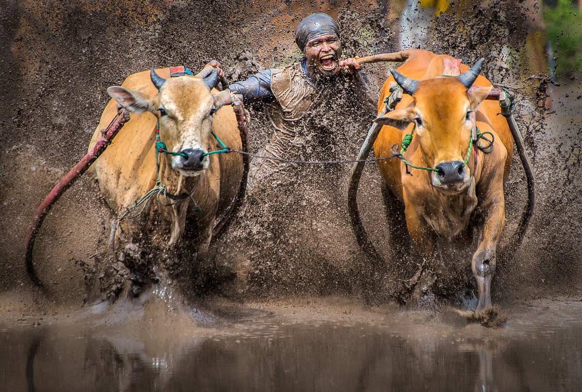 pacu jawi