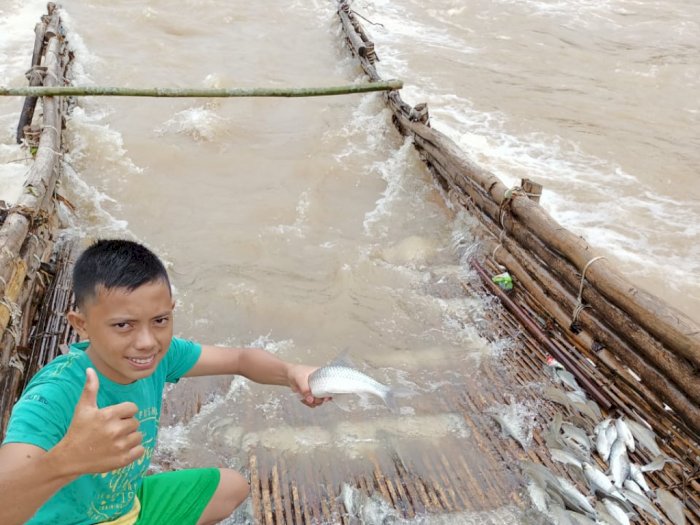sukam ikan agam 1