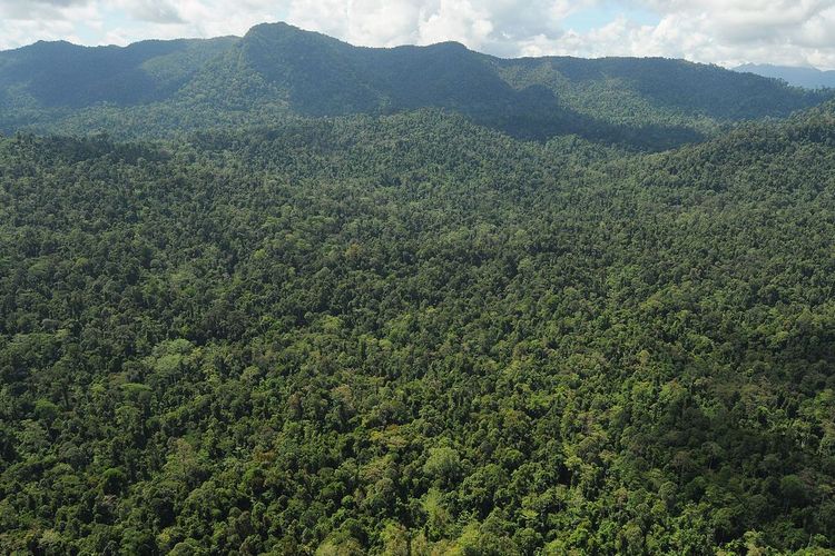 Kisah Perantau Minang Berkuasa di Pedalaman Hutan Kalimantan Hingga Dirikan Kerajaan